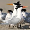 Elegant Tern